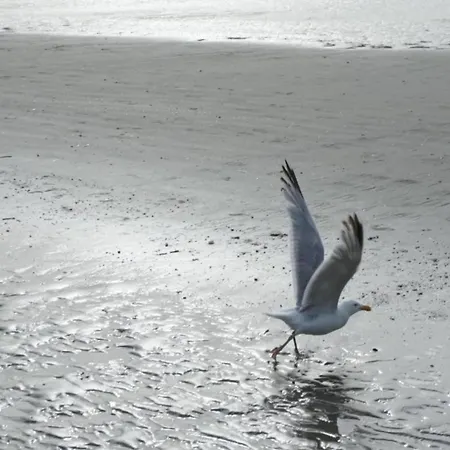 Near Belgian Coast With Sea View 코크시데